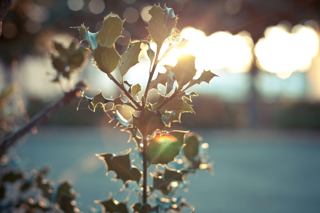 Calming Plant Branch Wallpaper: Soft Sunlight & Serene Blur