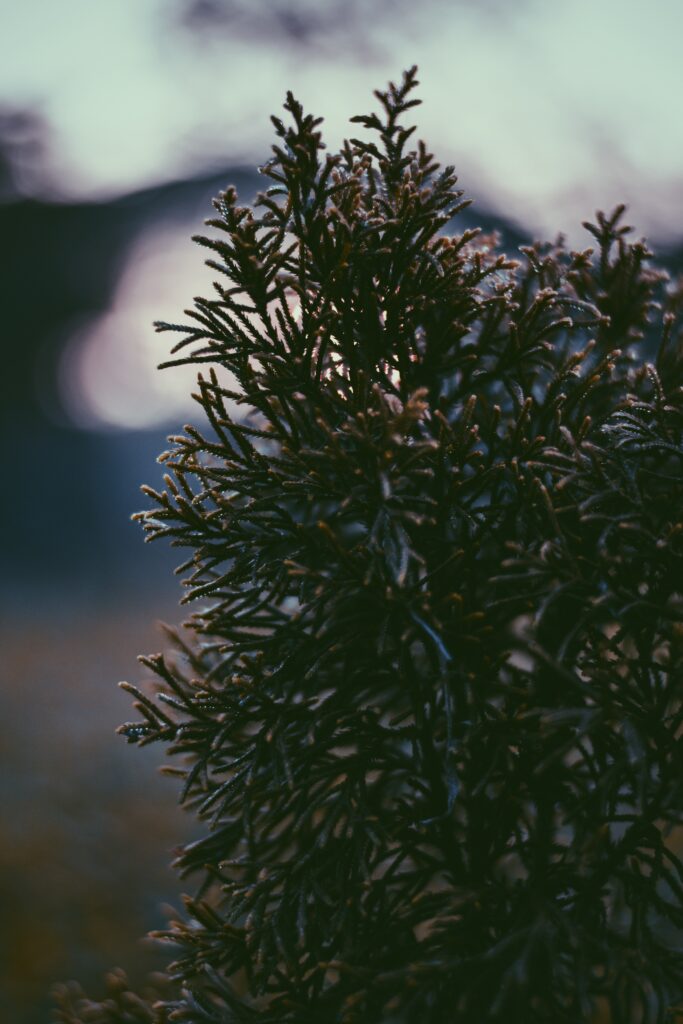 Serene Plant Branch Wallpaper with Water Drops & Soft Lighting