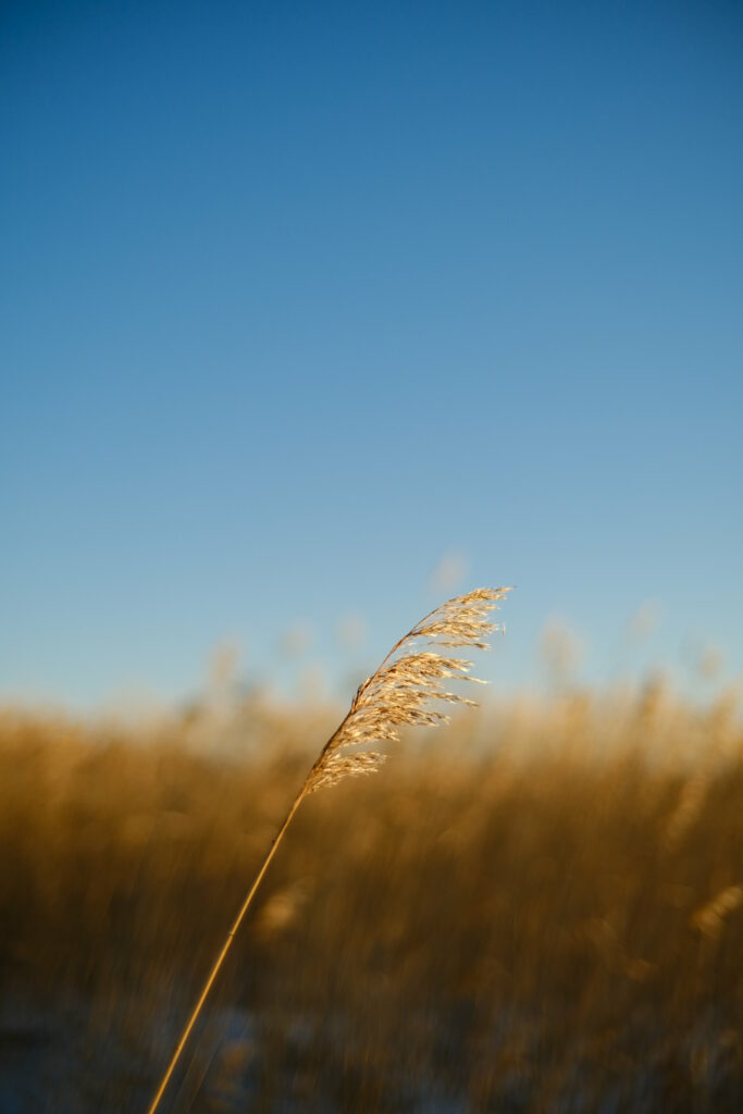 Serene Wallpaper: Close-Up Plant Stem Against Blurred Sky Background