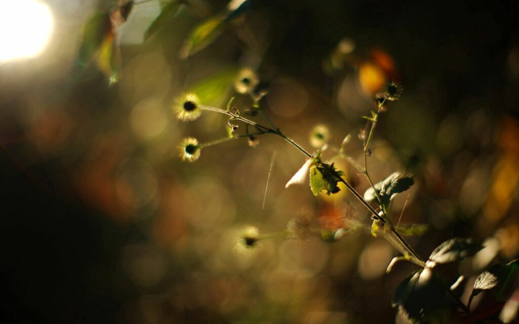 Serene Wallpaper: Soft-Focused Plants & Warm Lighting Background