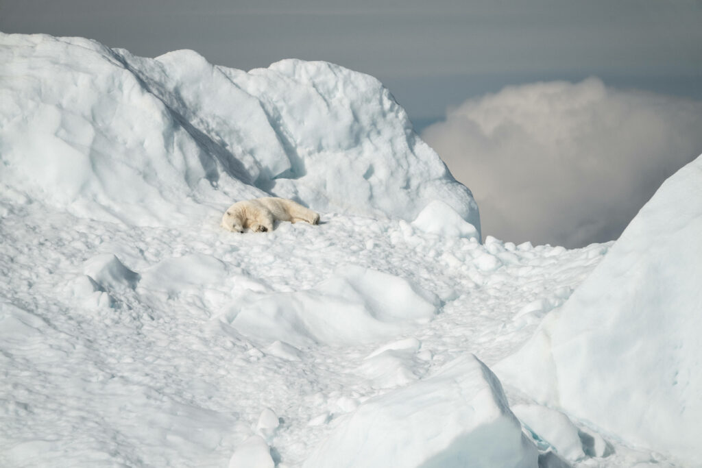 Serene Polar Bear Sleeping on Snowy Landscape - Tranquil Background Wallpaper