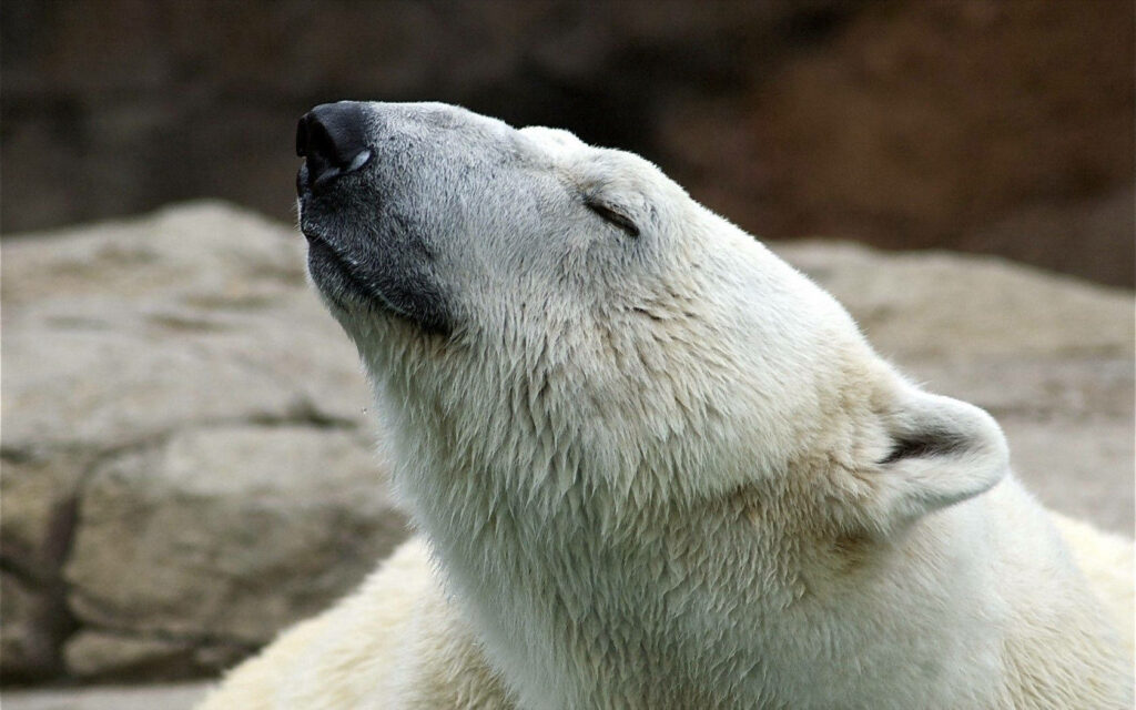 Serene Polar Bear Contemplation: Tranquil Wallpaper Background