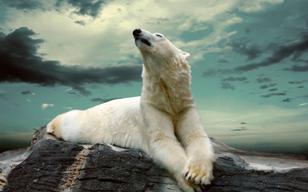 Serene Polar Bear on Rocky Surface Under Dramatic Cloudy Sky Wallpaper