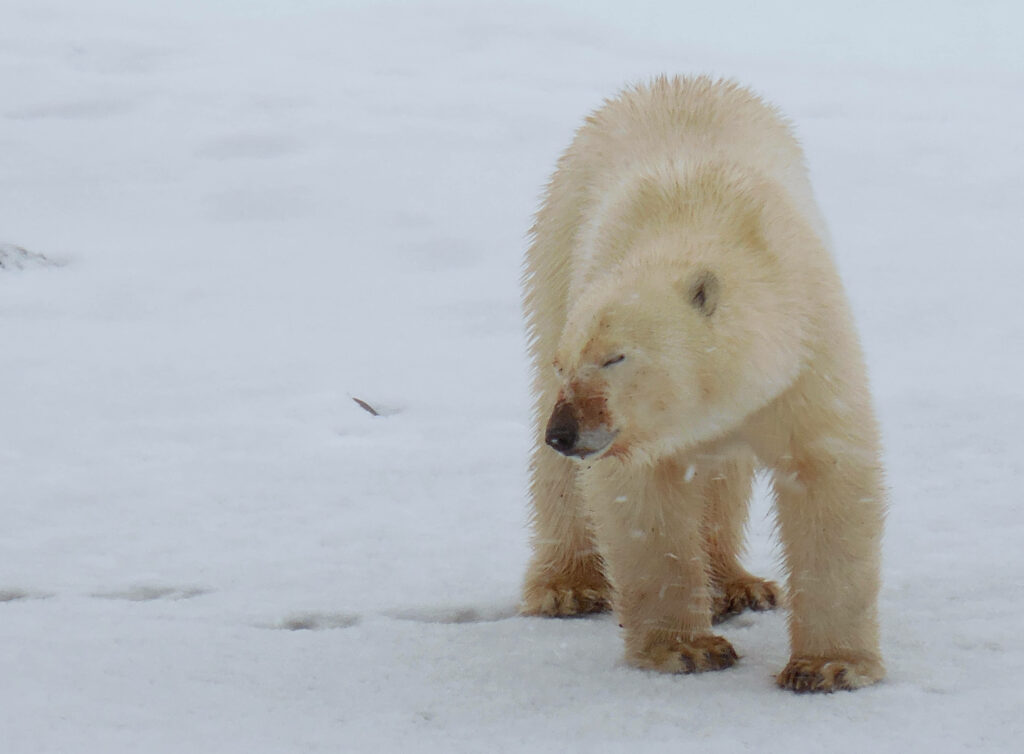 Tranquil Polar Bear Wallpaper: Peaceful Arctic Snow Landscape