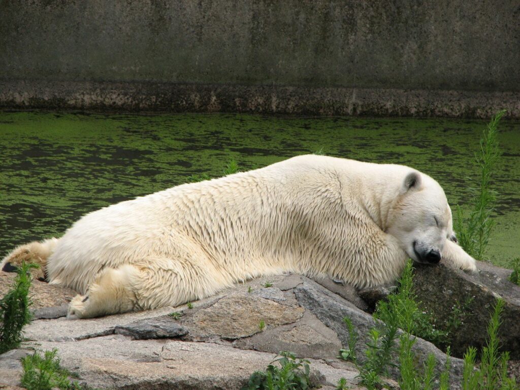 Serene Polar Bear Wallpaper: Tranquil Nature Background for Desktop