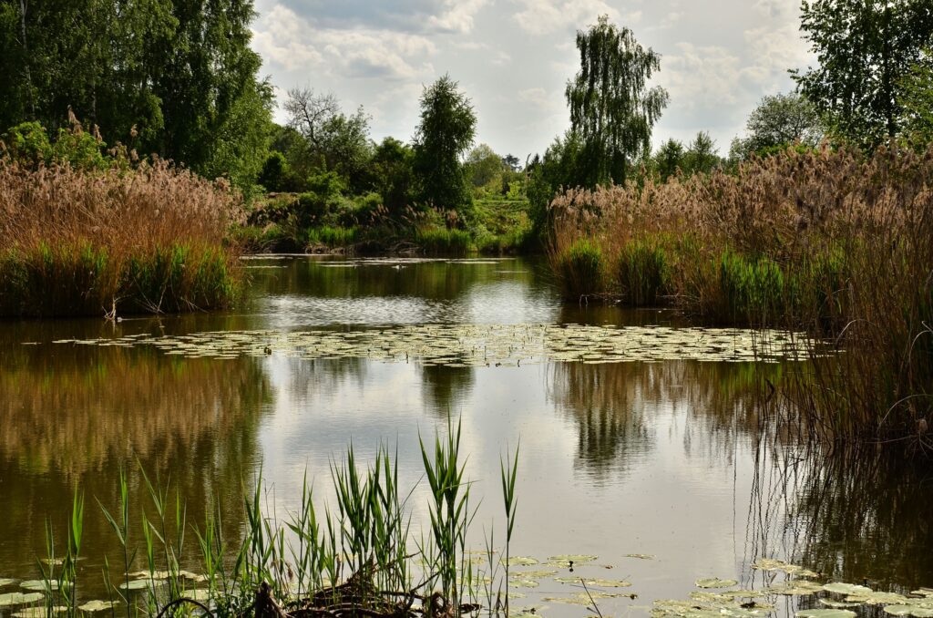 Serene pond with lush green trees tall plants and clear reflections creating peaceful wallpaper