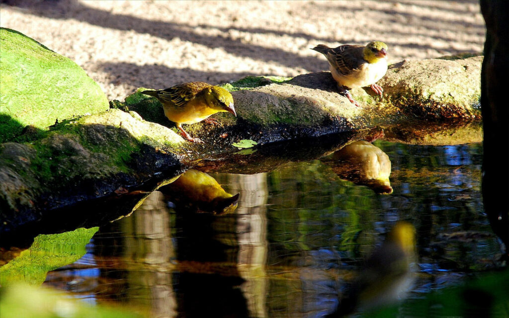 Sunlit Scene: Two Birds Enjoy a Drink by a Serene Pond Wallpaper