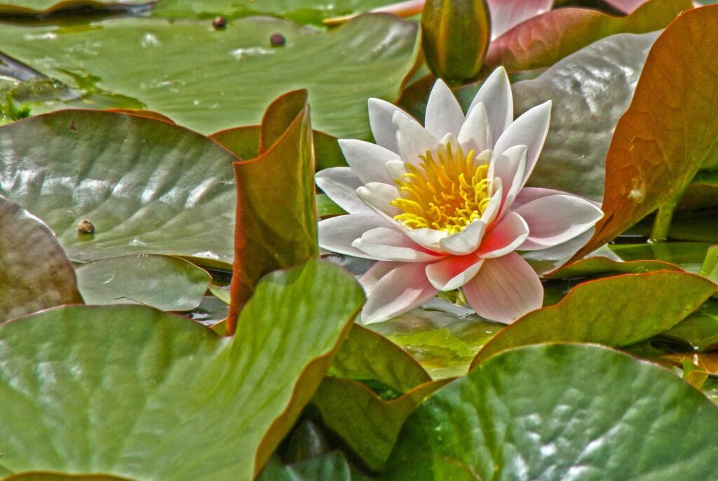 Serene Pond Wallpaper: Blooming Water Lily & Lush Green Leaves