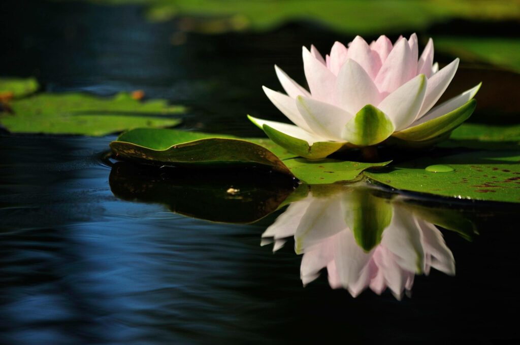 Tranquil Pond Wallpaper with Blooming Lotus Flower Background