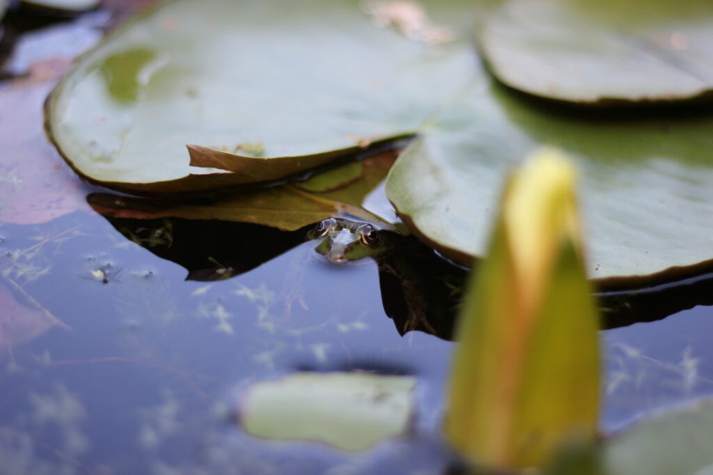 Serene Pond Macro: Water Lilies, Leaves & Frog - Nature Wallpaper