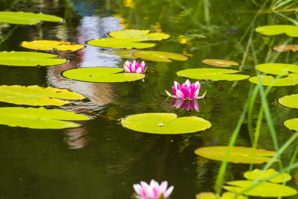 Serene Pond Wallpaper: Vibrant Pink Lotus Flowers & Calm Reflections