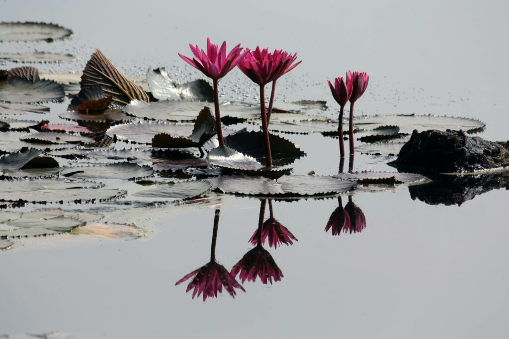 Tranquil Pond Scene with Pink Lotus Flowers Wallpaper Background