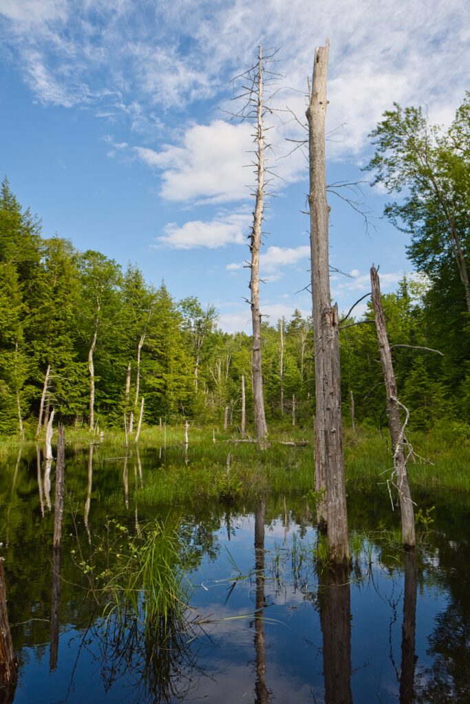 Dry tree trunks reflected in a calm pond surrounded by green forest under blue sky wallpaper