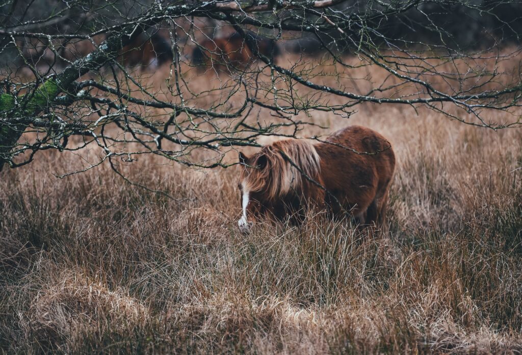 Serene Pony Grazing Wallpaper: Rustic Pasture Background
