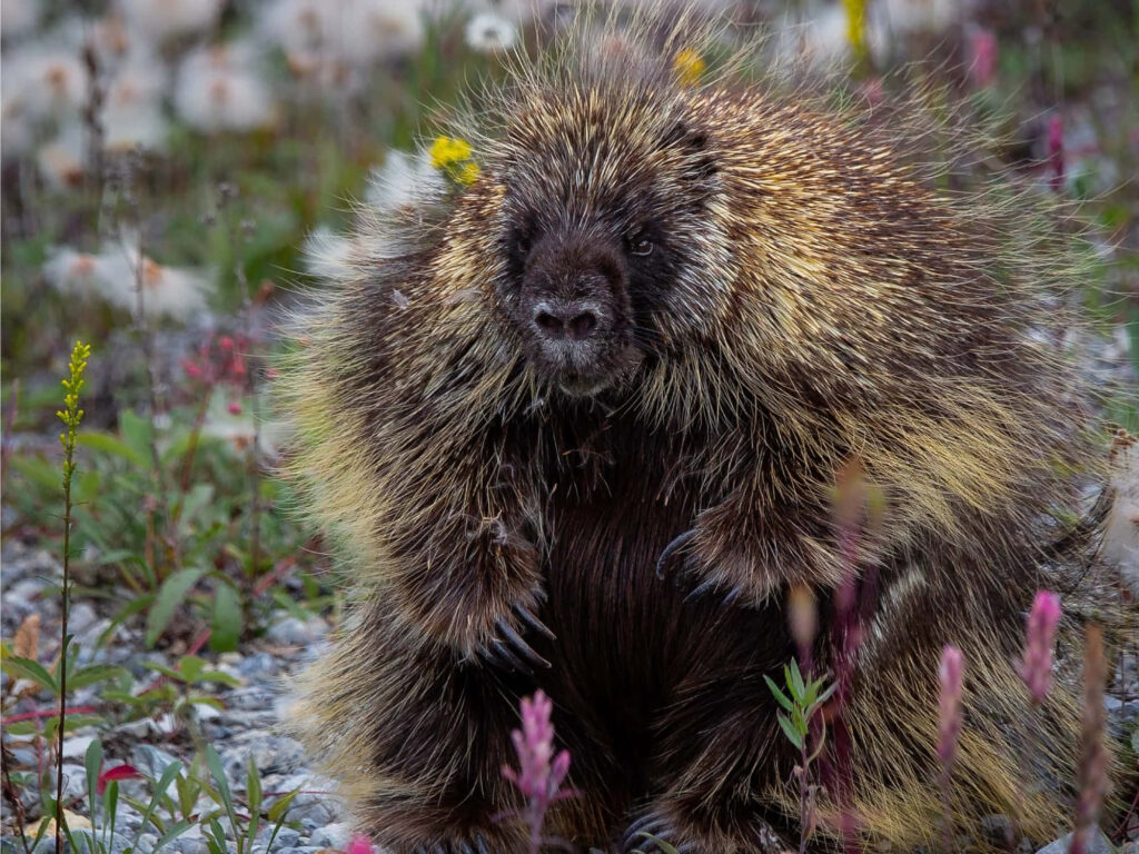 Serene Porcupine Wallpaper Surrounded by Colorful Wildflowers