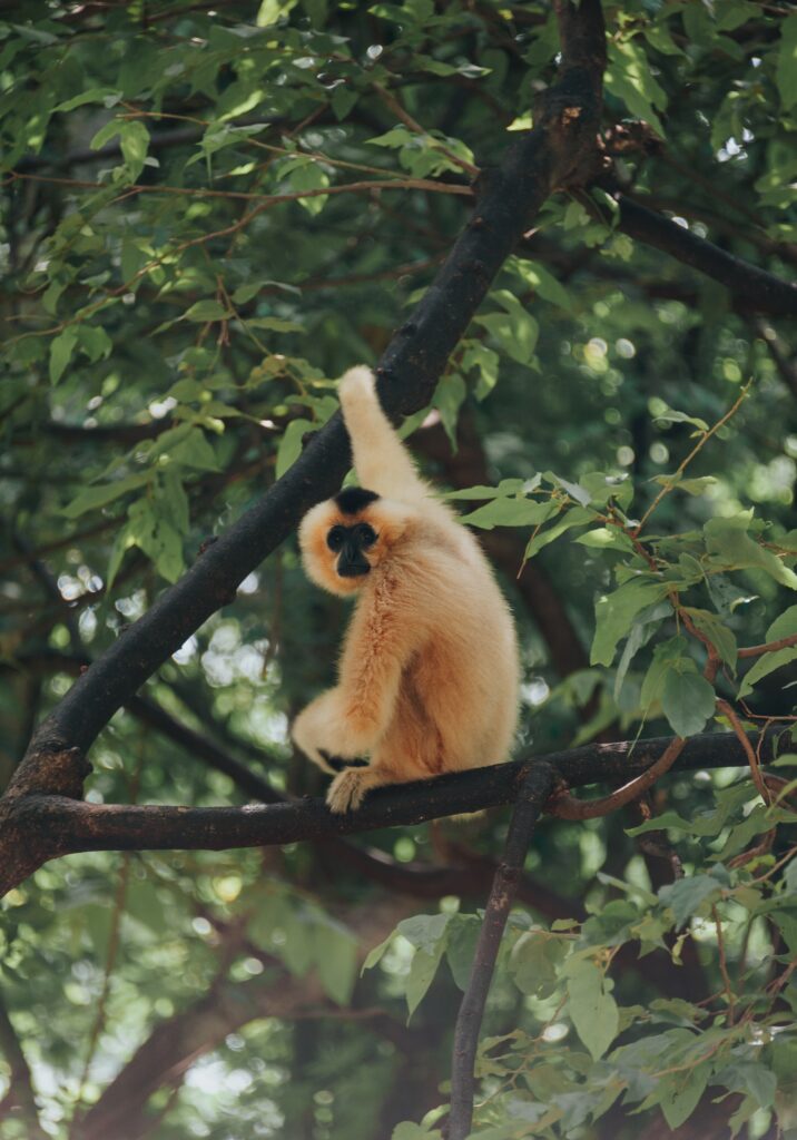 Serene Primate Wallpaper: Monkey in Lush Green Foliage
