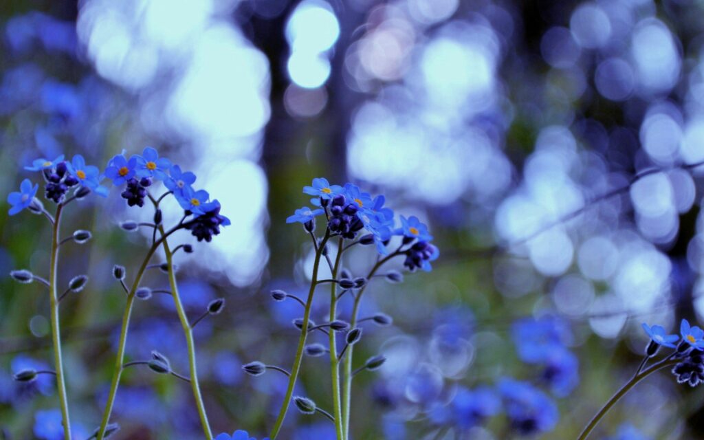 Serene Purple & Blue Flower Wallpaper with Dreamy Background