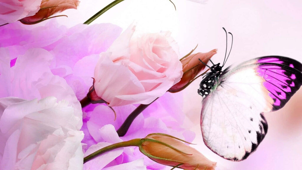 Delicate Purple Butterfly & Pink Roses – Serene Floral Wallpaper