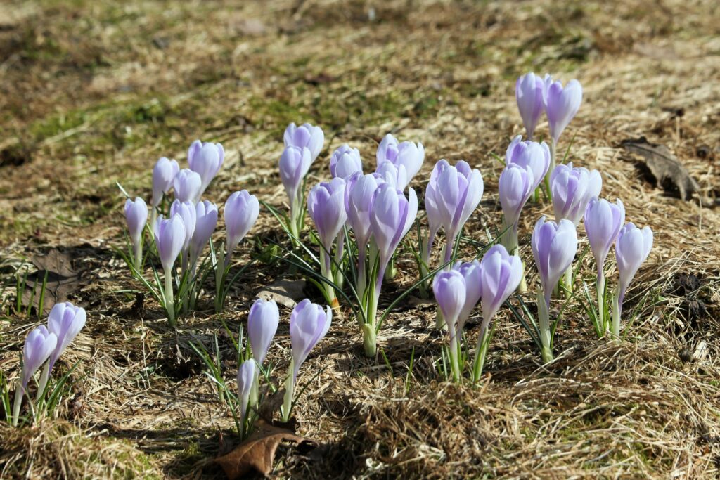 Serene Purple Crocus Field - Spring Renewal Wallpaper Background