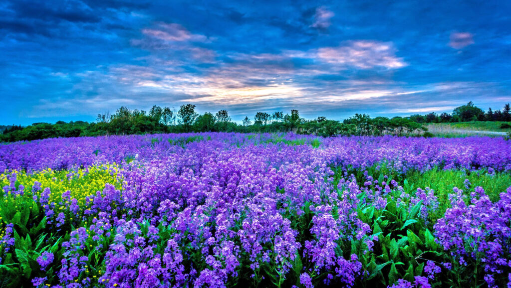 Enchanting Purple Flower Field Under Dramatic Cloudy Sky Wallpaper