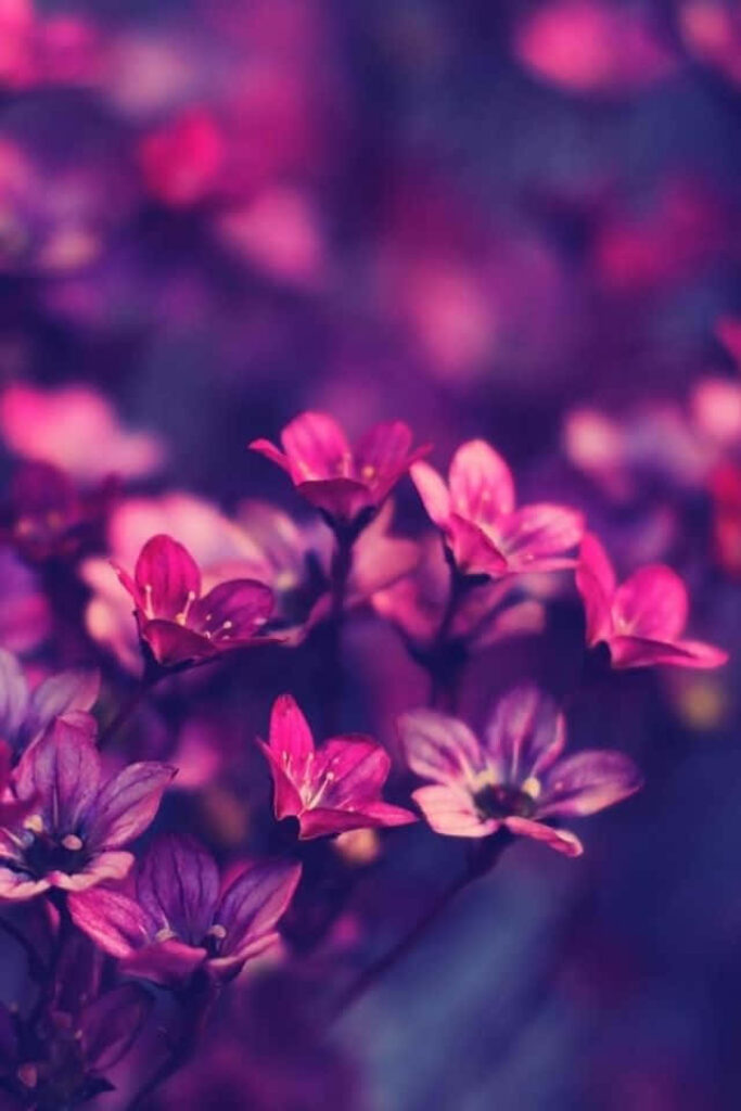 Captivating Purple Flower Field iPhone Wallpaper - Serene Background