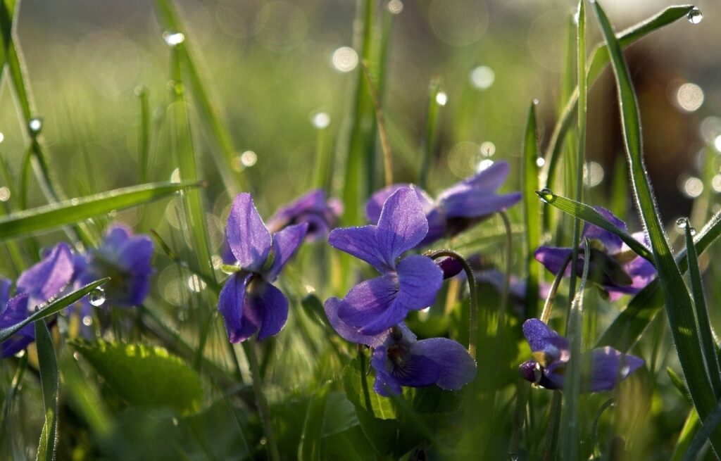 Serene Purple Flower Meadow Wallpaper with Dewdrops Background