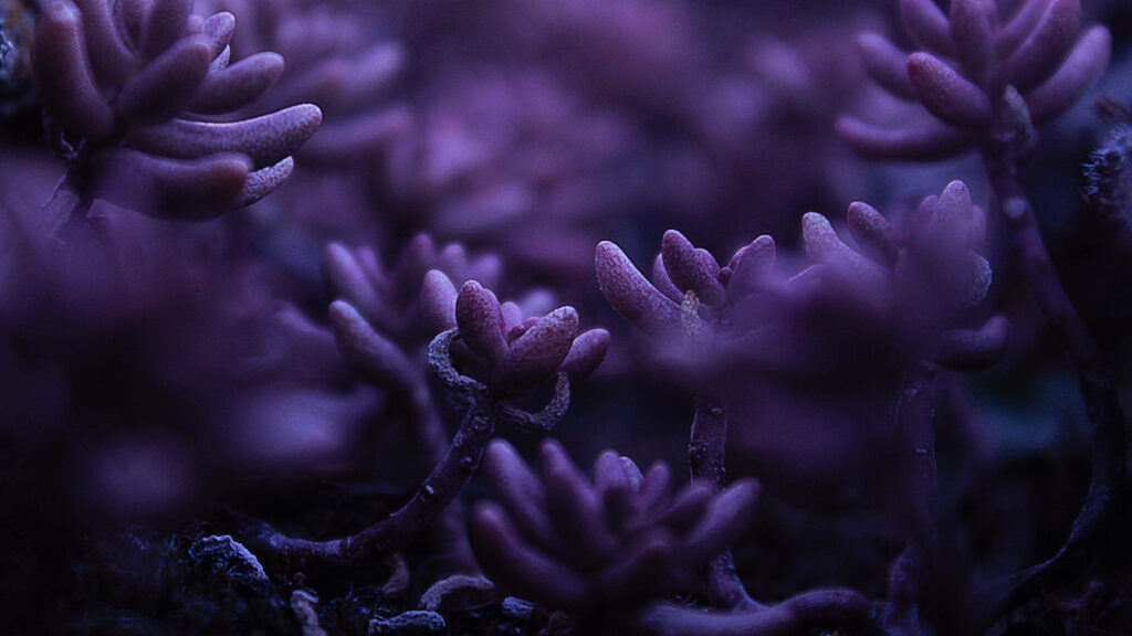 Serene Close-Up of Purple Flowers in Dark Background Wallpaper