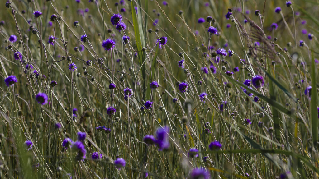 Serene Purple Flower Field Wallpaper - Peaceful Wild Meadow Background