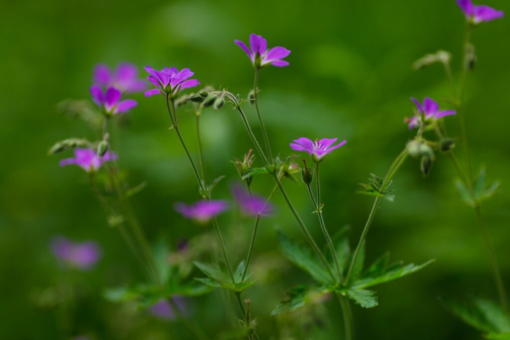 Serene Purple Flower Wallpaper on Lush Green Background
