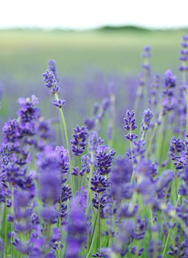 Serene Purple Lavender Field Wallpaper for Your iPhone Background