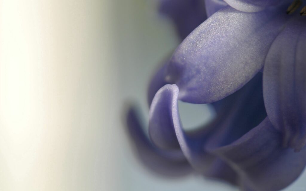 Serene Purple Petals Wallpaper with Soft Blur Background