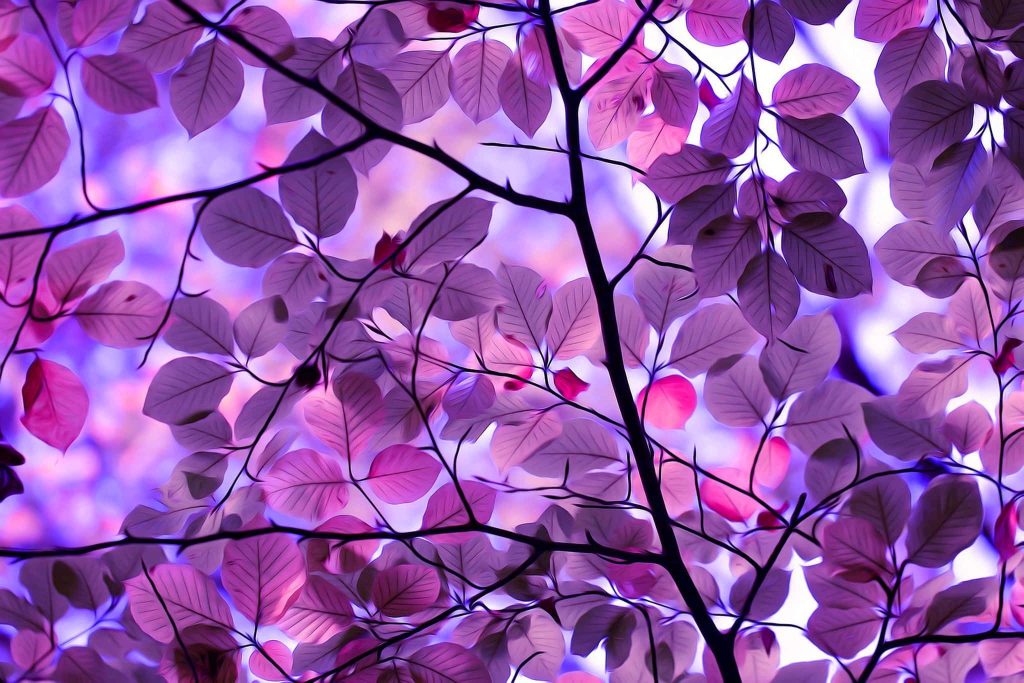 Purple wallpaper with stylized tree canopy vibrant violet ethereal backlit branches serene nature