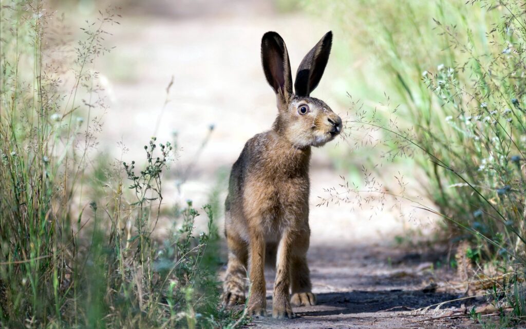 Serene Rabbit Wallpaper: Alert on a Dirt Path Surrounded by Grass