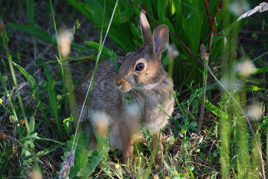 Serene Rabbit in Lush Green Grass - Nature Wallpaper Background