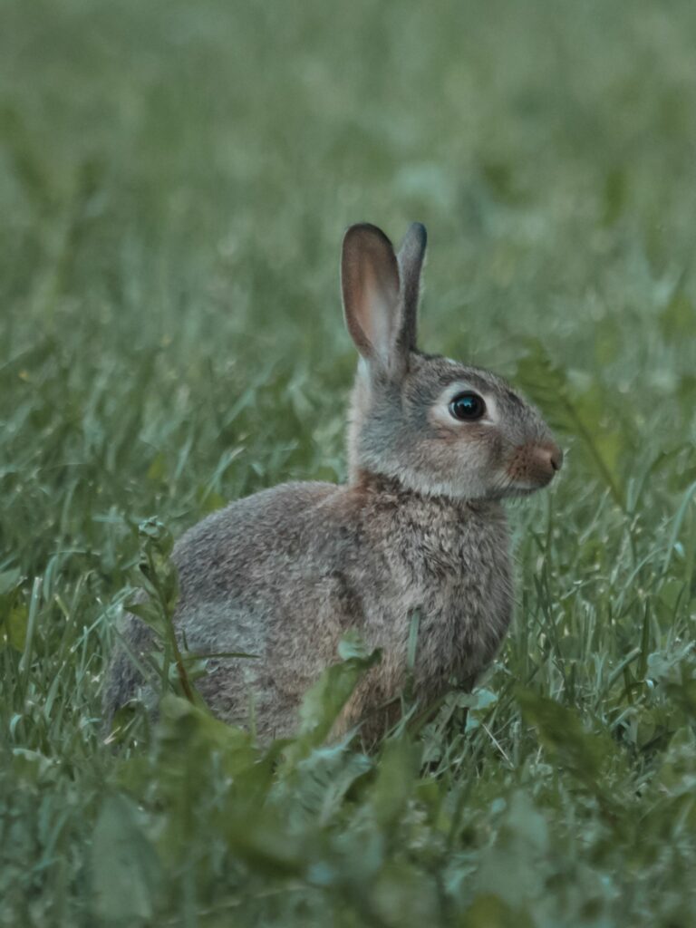 Serene Rabbit Wallpaper: Soft Fur & Lush Grass Background