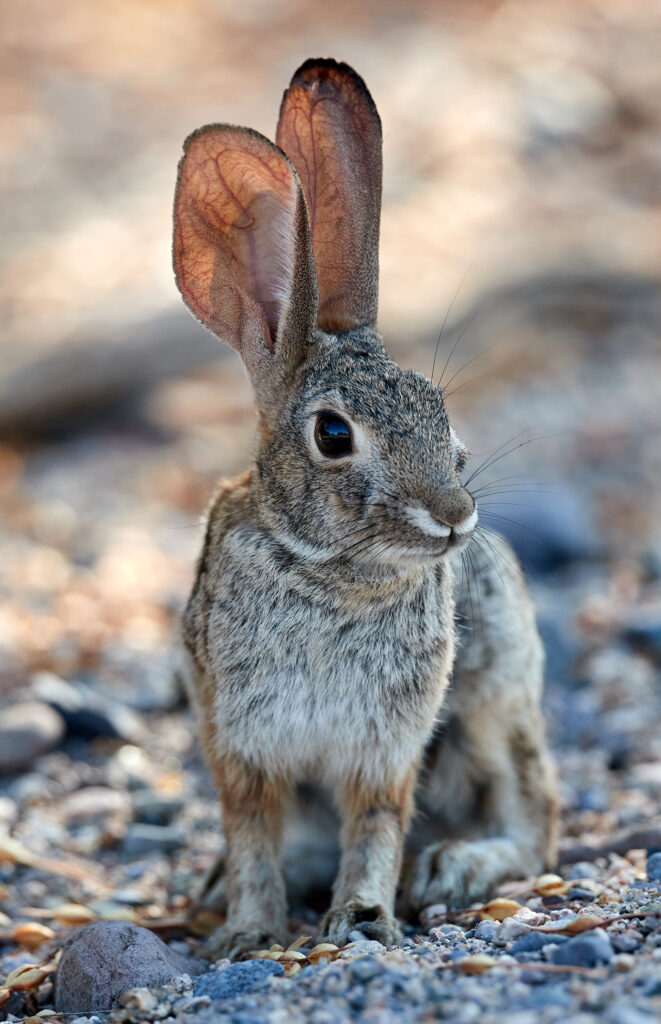 Serene Rabbit Wallpaper: Curious Ears & Natural Wildlife Background