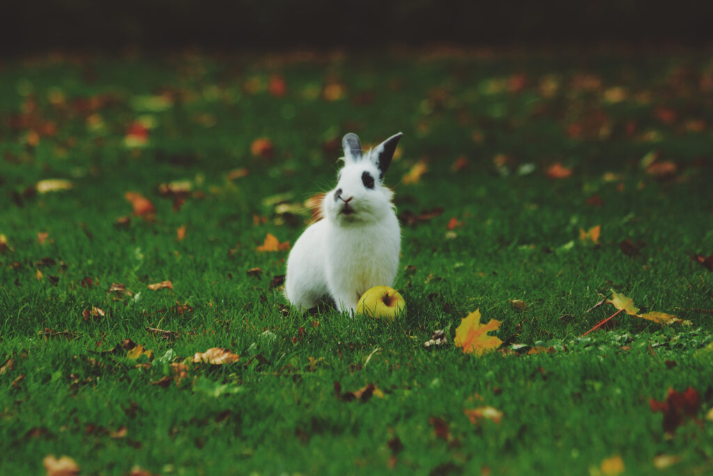 Serene Wallpaper: Cute Rabbit on Green Grass with Autumn Leaves & Apple