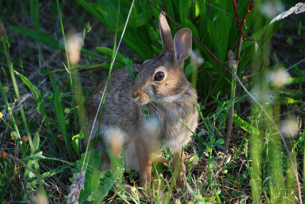 Serene Rabbit Wallpaper: Earthy Brown in Vibrant Green Landscape