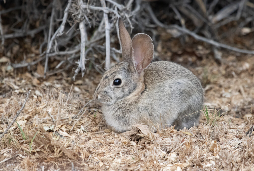 Serene Rabbit in Sawdust Wallpaper: Calm Natural Background