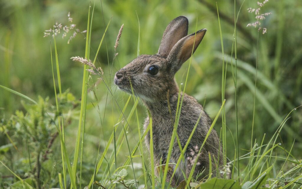 Rabbit Hiding in Tall Grass - Serene Nature Wallpaper 1920x1200