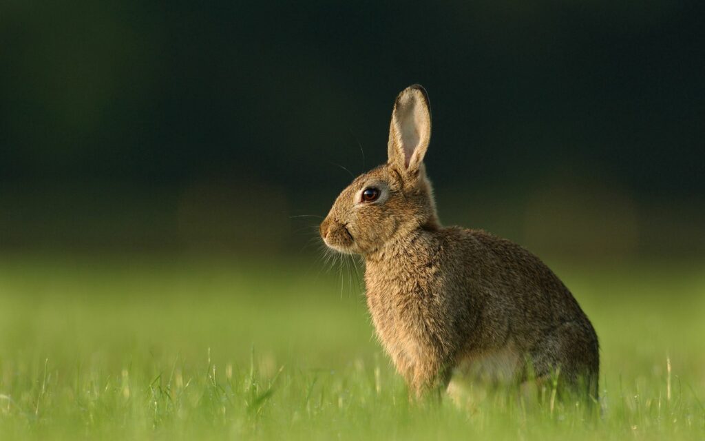 Serene Rabbit in Lush Green Field: Tranquil Nature Wallpaper