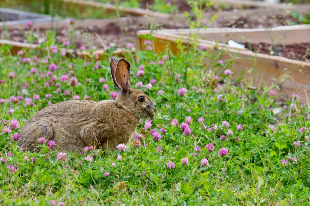Serene Rabbit Wallpaper: Lush Green Grass & Vibrant Clovers Background