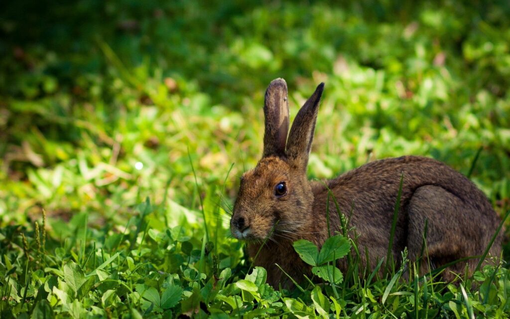 Serene Rabbit Camouflaged in Lush Green Grass - Nature Wallpaper