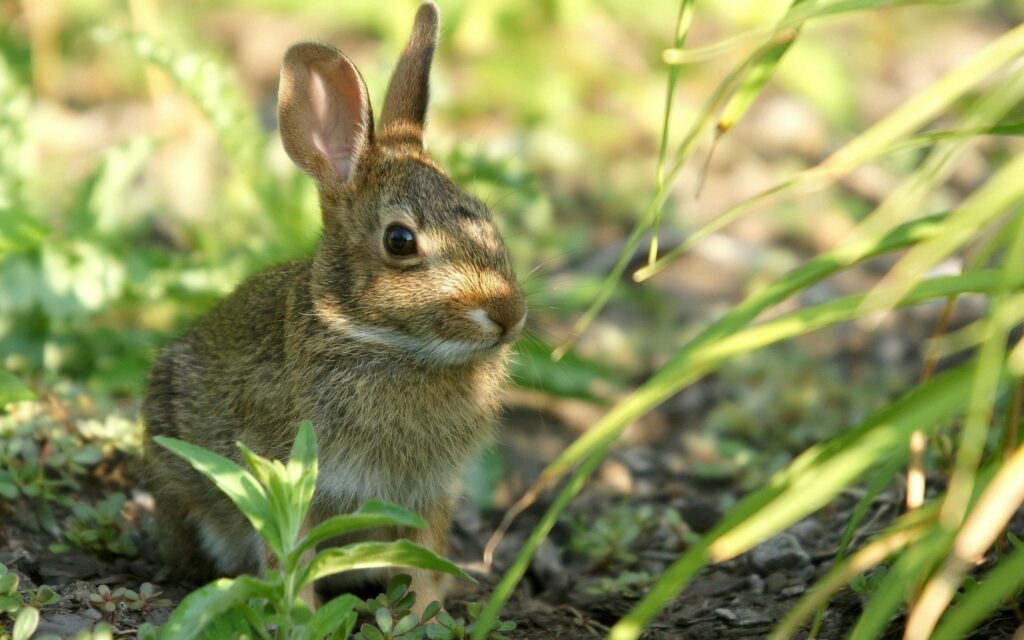 Serene Rabbit in Tall Grass: Nature's Tranquil Background Wallpaper