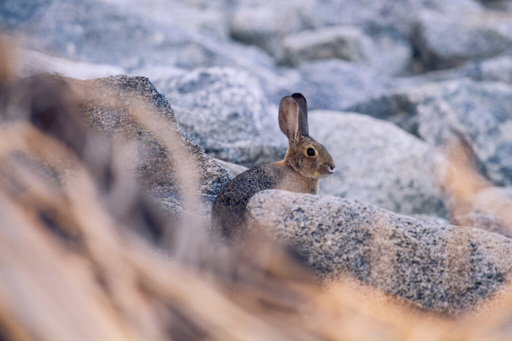 Serene Rabbit Profile Wallpaper in Textured Stones Background