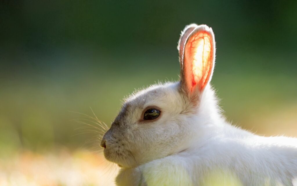 Serene Rabbit Wallpaper: Tranquil Summer Light Background