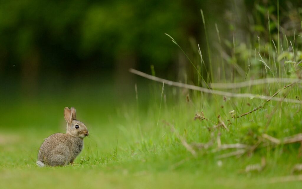 Tranquil Rabbit on Vibrant Green Grass - Serene Nature Wallpaper