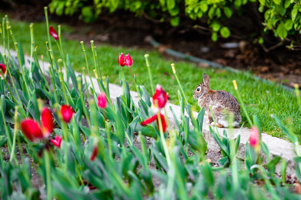 Serene Rabbit by Vibrant Red Tulips - Nature Background Wallpaper