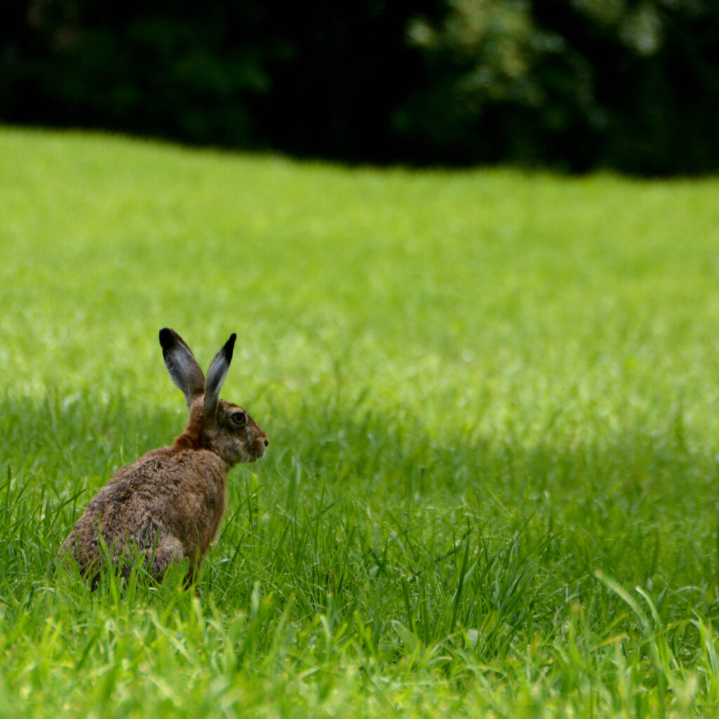 Serene Rabbit in Lush Green Field - Nature Background Wallpaper