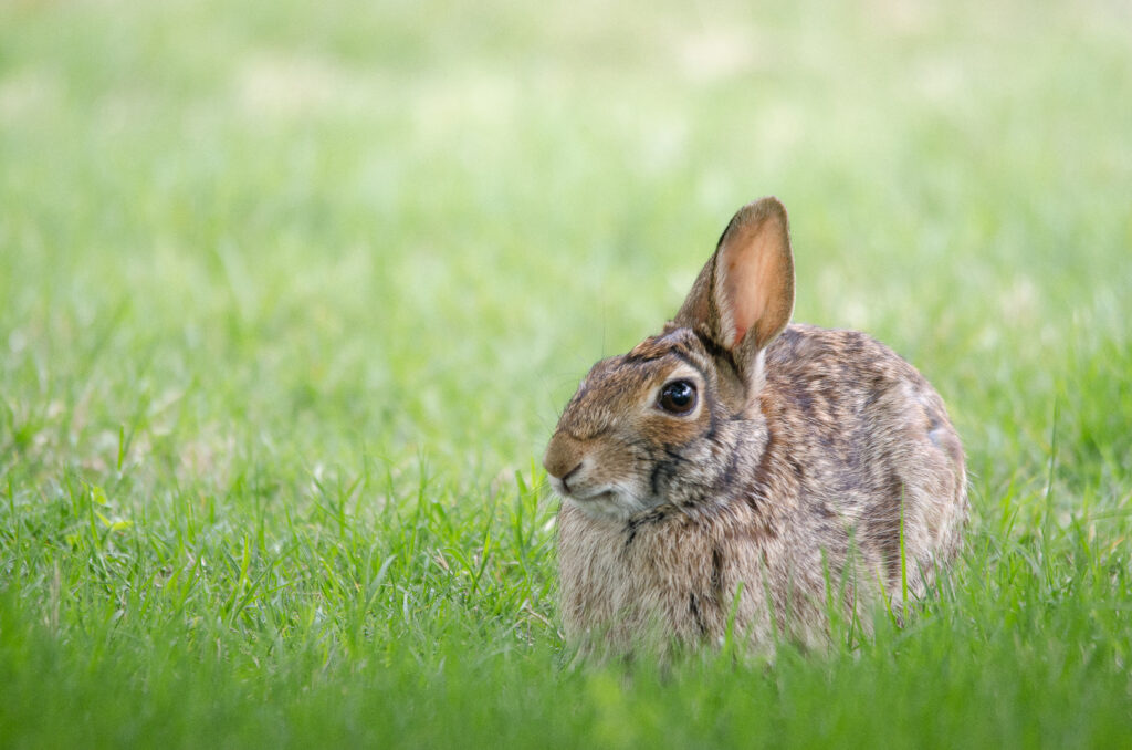 Serene Rabbit Wallpaper in Lush Green Grass - Tranquil Nature Scene
